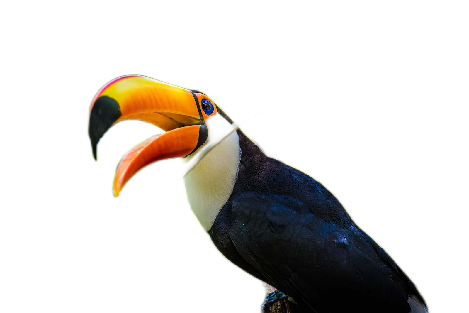 Toucan.jpg with U2Net