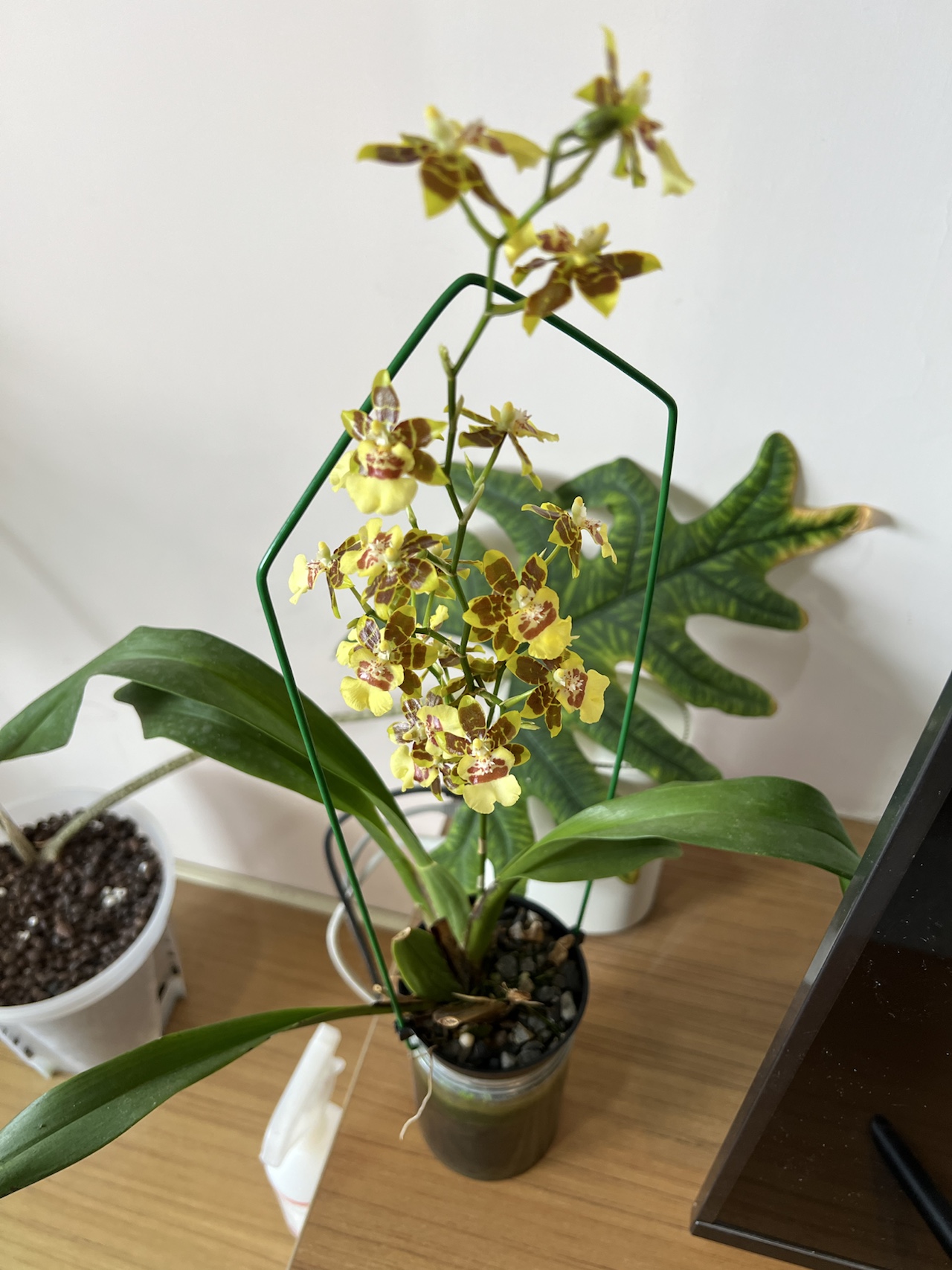文心蘭盛開現況，底部種植在帶有綠藻的透明罐中